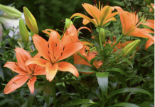 Orange Confirmed The New Colour Trend In Flowers