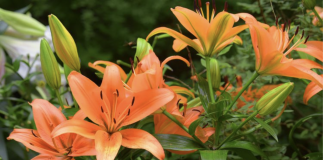 Orange Confirmed The New Colour Trend In Flowers
