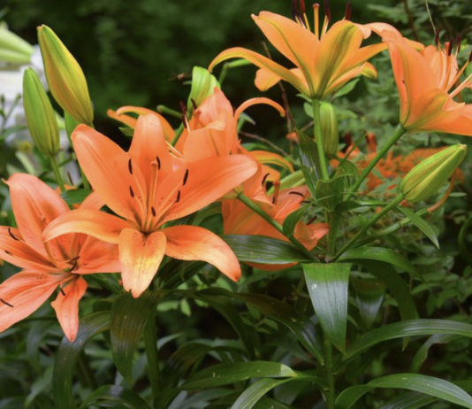 Orange Confirmed The New Colour Trend In Flowers