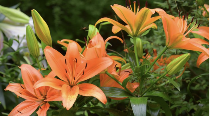 Orange Confirmed The New Colour Trend In Flowers